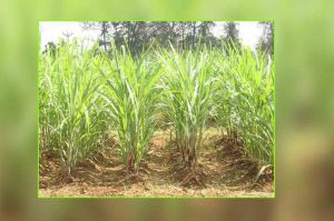 sugarcane-planting