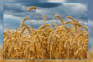wheat-farming