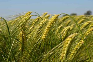 wheat-farming