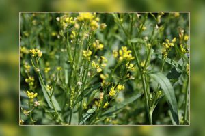 mustard-crop