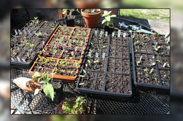 सीड ट्रे: जड़ साधक में तैयार होते पौधे