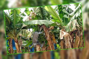 banana-leaves