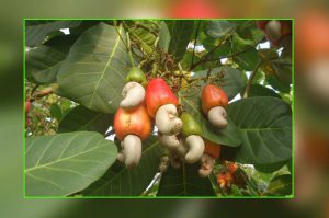cashew