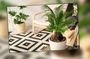 ecofriendly-home-decor