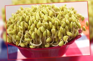sprouts