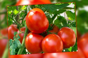 tomato