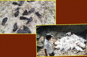 #coronavirus: अब कौवे से फैला बर्ड फ्लू