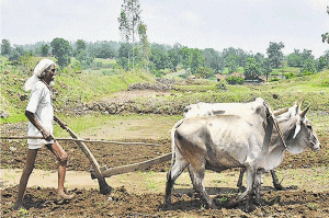 खेती को बनाएं फायदेमंद