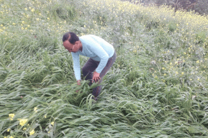 #coronavirus: मौसम और कोरोना के कहर से किसान लाचार