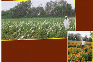 #coronavirus: भुखमरी के कगार पर फूलों की खेती करने वाले किसान