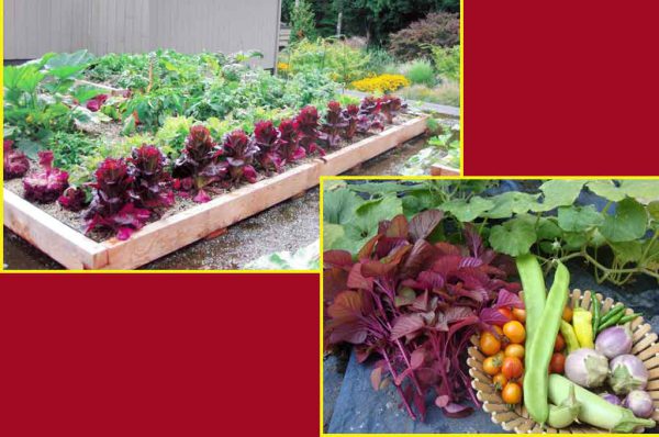 फार्म एन फ़ूड न्यूज: छत पर उगाएं सब्जियां, फोन पर मिलेगी जानकारी