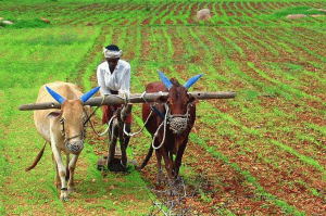 लॉकडाउन का शिकार हो किसान