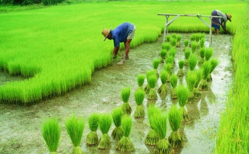 खेती की जमीन में सूक्ष्म पोषक तत्त्वों का रखें ध्यान