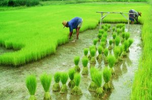 खेतीबारी, खेतीशिक्षा की महत्ता समझने की जरूरत