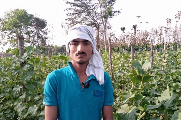 लॉकडाउन नें सब्जी उत्पादक किसानों की बढ़ा दी मुसीबत खेतों में सड़ रहीं सब्जियां