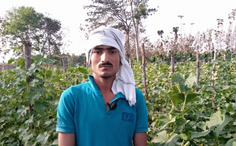 लॉकडाउन नें सब्जी उत्पादक किसानों की बढ़ा दी मुसीबत खेतों में सड़ रहीं सब्जियां