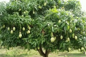 mango-tree