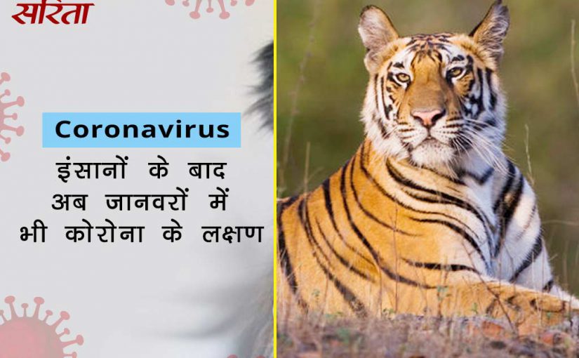 coronavirus: इंसानों के बाद अब जानवरों में भी कोरोना के लक्षण