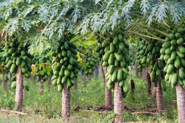 पपीते की खेती और खास प्रजातियां