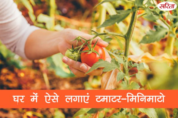 गमले में लगे टमाटर-मिनिमाटो