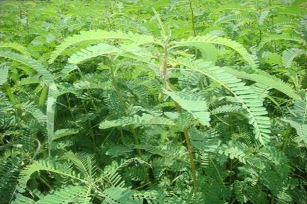 ढेंचा की खेती से बढ़ाएं खेतों की उर्वराशक्ति 