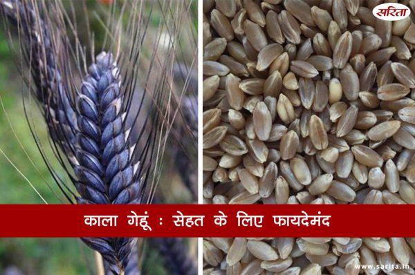 काला गेहूं : सेहत के लिए फायदेमंद