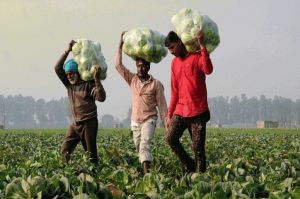 खेतों में सड़ रही किसानों की सब्जियां