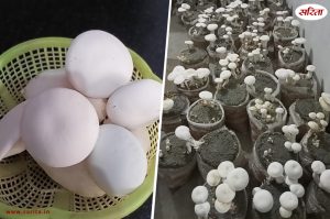 कैसे हो मशरूम का अच्छा उत्पादन
