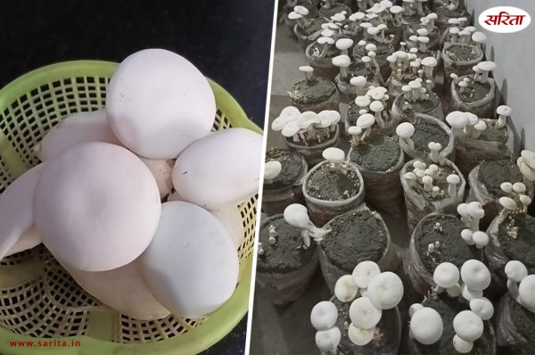 कैसे हो मशरूम का अच्छा उत्पादन