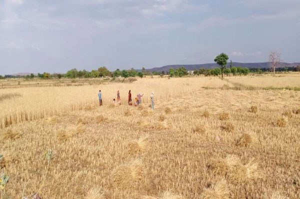 नया भूसा कितना फायदेमंद