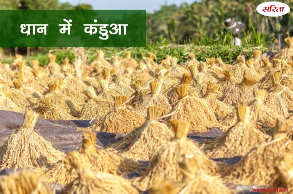 धान में कंडुआ रोग से बचने पर दें ध्यान   