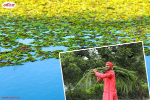 अजोला की खेती और दुधारू जानवरों का चारा
