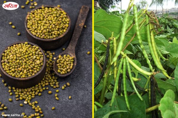 ग्रीष्मकालीन मूंग की उन्नत खेती