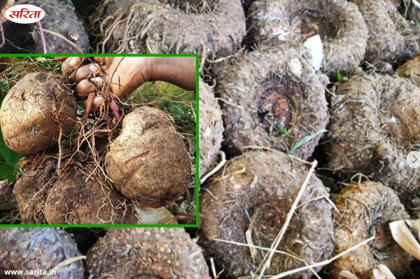 सूरन की खेती लाभप्रद