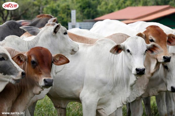 स्वस्थ गाय-भैंस पालन हेतु सलाह