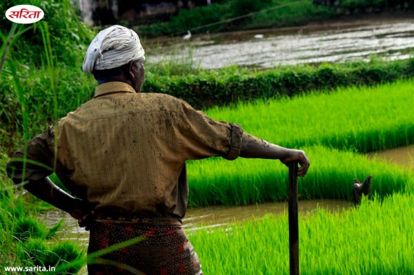 जुलाई महीने में जरूर करें खेती से जुड़े ये जरूरी काम