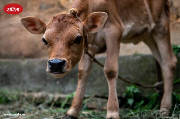 नवजात बछड़े की  देखभाल की वैज्ञानिक विधि