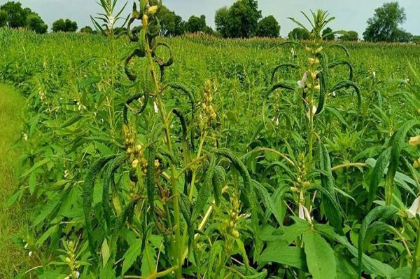ठंडे इलाकों की फसल: सेब की खेती राजस्थान जैसे गरम प्रदेश में भी मुमकिन