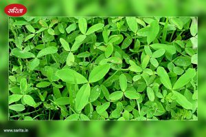 बरसीम: सर्दियों का स्वादिष्ठ व पौष्टिक चारा