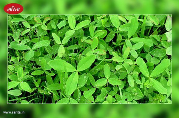 बरसीम: सर्दियों का स्वादिष्ठ व पौष्टिक चारा