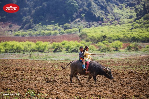 भैंसपालन में दें ध्यान, मिलेगा बेहतर दूध उत्पादन