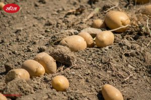 potato-farming