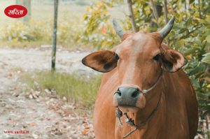 पशुपालन: ऐसे पहचानें विदेशी व संकर नस्ल की गायों को