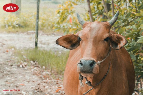 पशुपालन: ऐसे पहचानें विदेशी व संकर नस्ल की गायों को