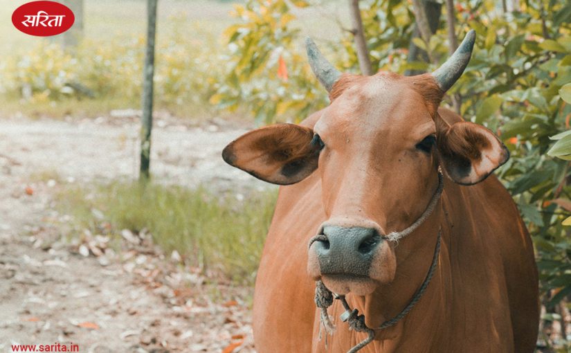पशुपालन: ऐसे पहचानें विदेशी व संकर नस्ल की गायों को