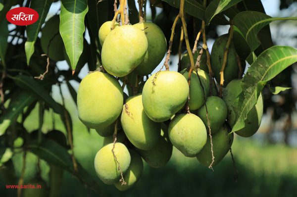 आम के बागों का प्रबंधन