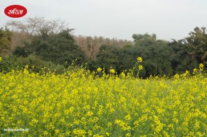 सरसों के प्रमुख कीट एवं रोग और नियंत्रण