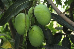 आम बाग का वैज्ञानिक ढंग से प्रबंधन