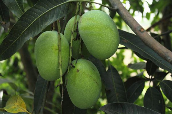 आम बाग का वैज्ञानिक ढंग से प्रबंधन