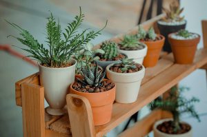 plants